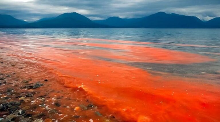 Alerta por Marea Roja: Intoxicación por consumo de mariscos y pescados