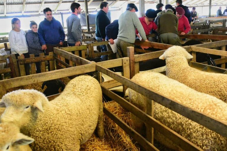 Sociedad Rural de Ayacucho: Organizan la 101ª Exposición de Reproductores ovinos
