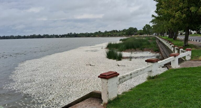 Impactante postal en la laguna de San Miguel del Monte: miles de peces muertos en la orilla