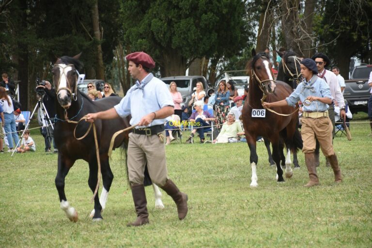 Caballos Criollos: Se aguarda con creciente interés la apertura de la Expo-Ayacucho