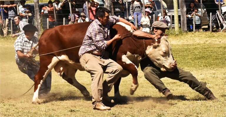 La Fiesta del Ternero tiene su concurso fotográfico