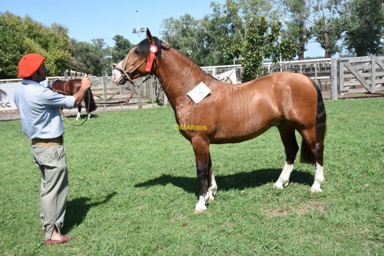 En la SRA: Se realizaba en horas del mediodía la jura de Caballos Criollos