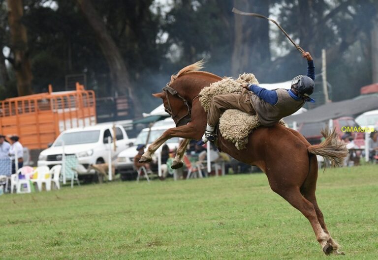 Fiesta del Ternero: desde la mañana se realiza el programa de La chacra