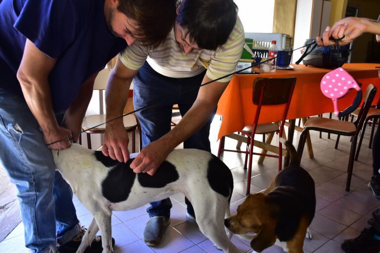 Campaña de vacunación antirrábica y desparasitación