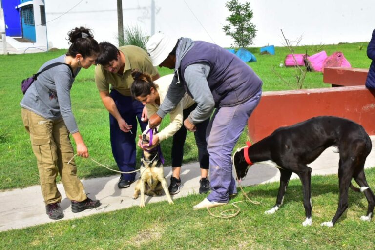 Continúa la campaña de vacunación de perros y gatos