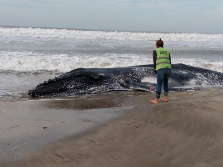 Aparece una ballena muerta en la playa de Valeria del Mar