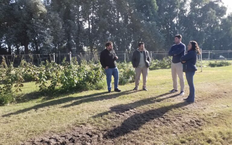 El crecimiento de la productora de Frambuesas y Zarzamoras en Ayacucho