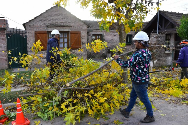 Poda de arbolado urbano