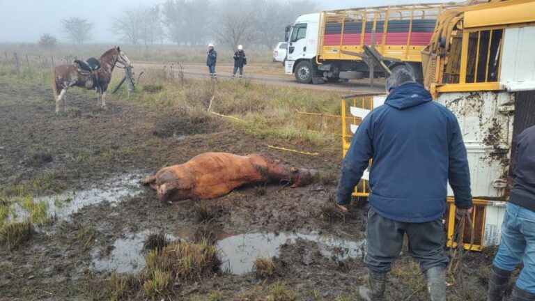Un camión con acoplado cargado con hacienda chocó contra un tren