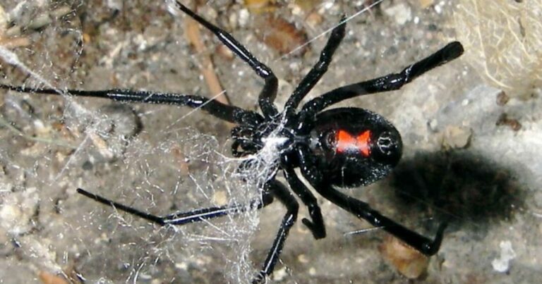 Arañas peligrosas: ¿cuáles son y dónde están?