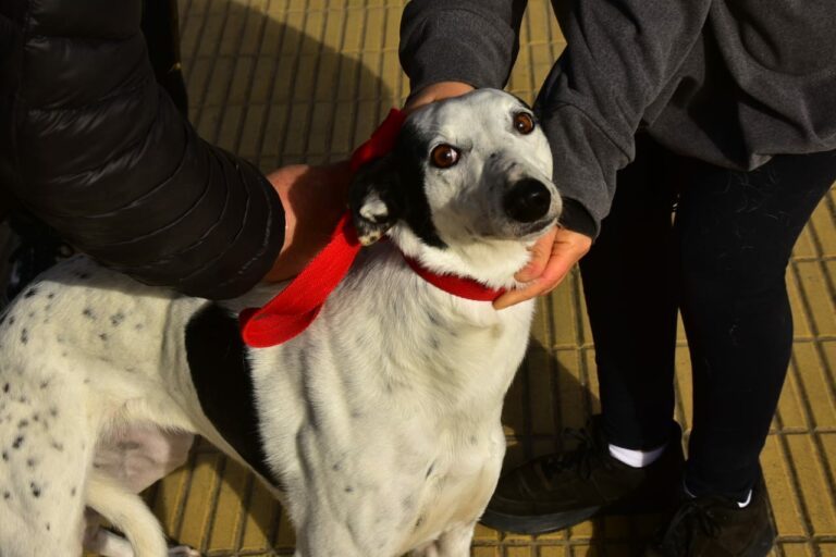 𝙅𝙊𝙍𝙉𝘼𝘿𝘼 𝘿𝙀 𝘽𝙄𝙀𝙉𝙀𝙎𝙏𝘼𝙍 𝘼𝙉𝙄𝙈𝘼𝙇 𝙀𝙉 𝙋𝙇𝘼𝙕𝘼 𝙎𝘼𝙉 𝙈𝘼𝙍𝙏𝙄́𝙉