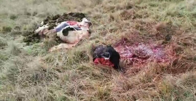 Otro golpe al campo: productor rauchense denunció que le faenaron tres vacas