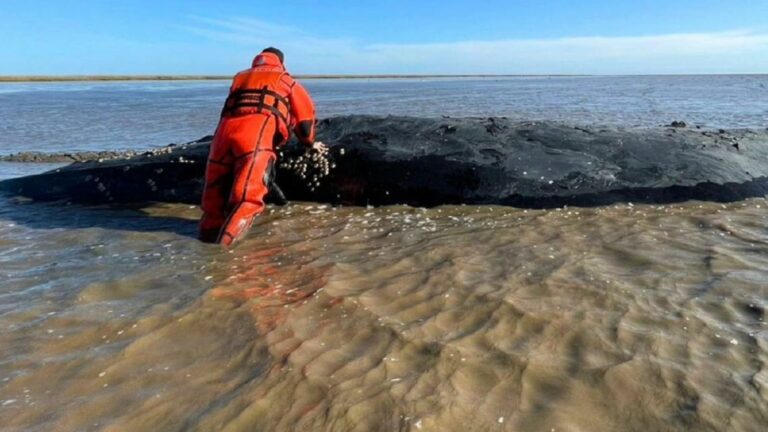 Bahia de Samborombón: Apareció una ballena en Castelli, un distrito sin mar