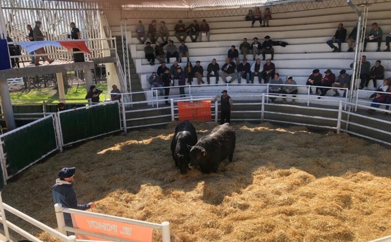 En la SRA: Excepcional subasta de la cabaña El Ponoy de Luis Miramont