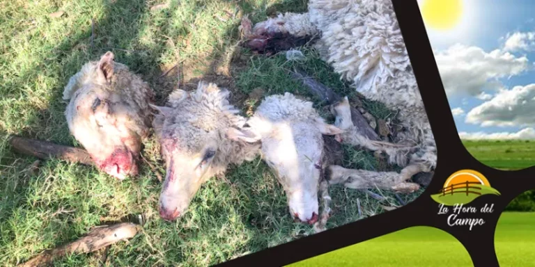 En un predio de Casalins: cuatreros faenaron cuatro corderos y una oveja