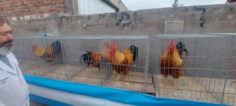Expo de criadores de aves en Bahía Blanca. Destacada participación de criadores locales