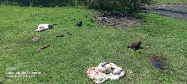 Golpe al campo: cuatreros faenaron 12 terneros desde un predio rural de Rauch