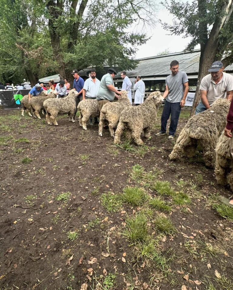 102 edición: La Sociedad Rural de Ayacucho se encuentra trabajando en la realización de la Expo Ovina