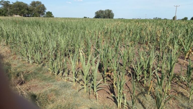 Sequía: el presidente de CARBAP reclamó ser recibidos por el Gobierno