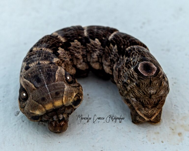 En un campo de Rauch encontraron una “oruga serpiente”, una especie poco común y con características especiales
