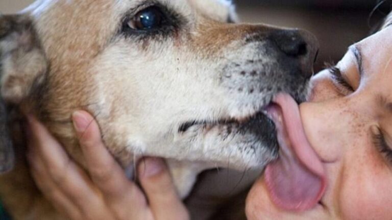 Qué es la Hidatidosis, cómo se transmite y cuáles son los síntomas
