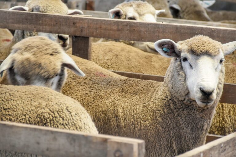 Se desarrolla la Expo Ovina 2025 en la Rural