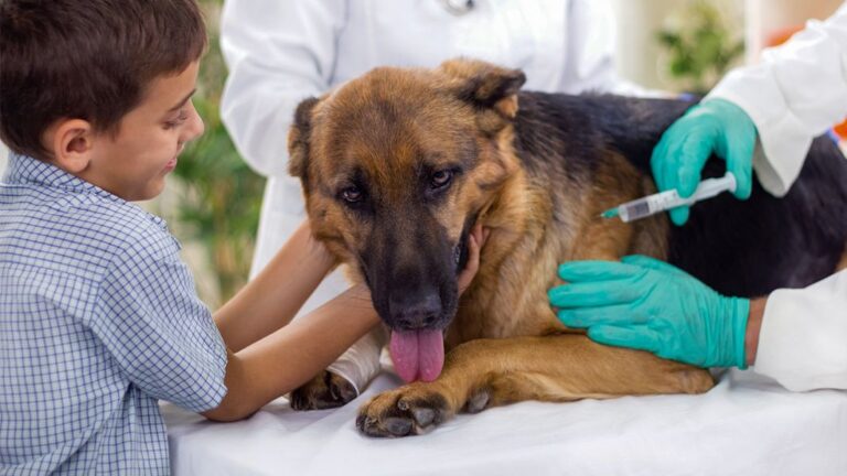 Vacunación antirrábica: Hoy barrio Santa Teresita