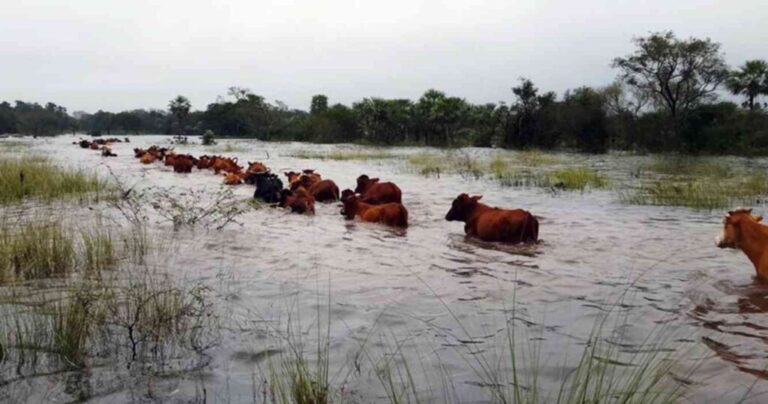La Provincia declaró la emergencia agropecuaria en diez municipios