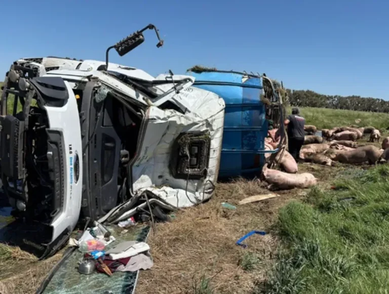 Volcó un camión con cerdos cerca de Chacabuco y los vecinos no dejaron uno !!!