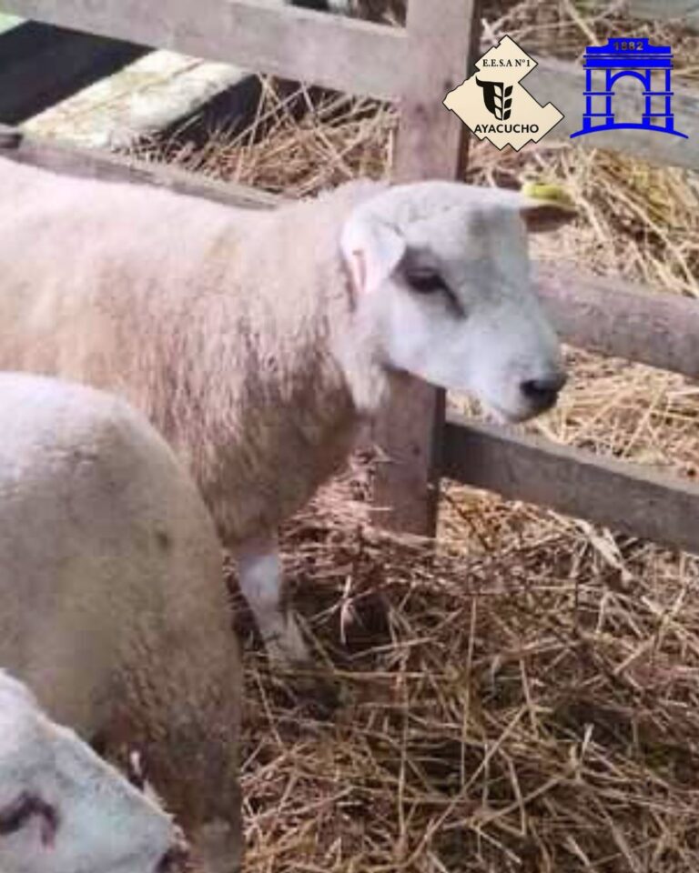 La Escuela Agraria vuelve a la Expo Ovina en su 103.ª Edición