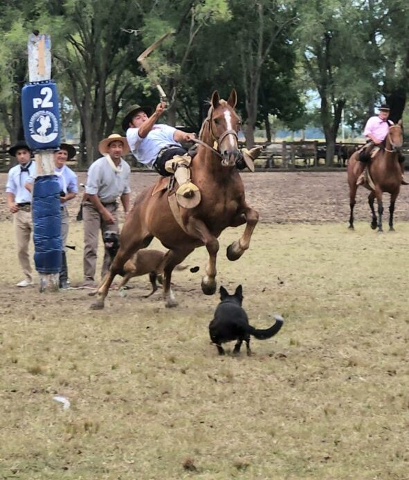 LACAMPERITA2-591x1024