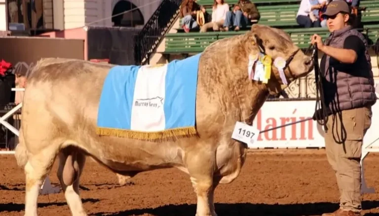 Histórico: un toro bonaerense se consagró campeón mundial