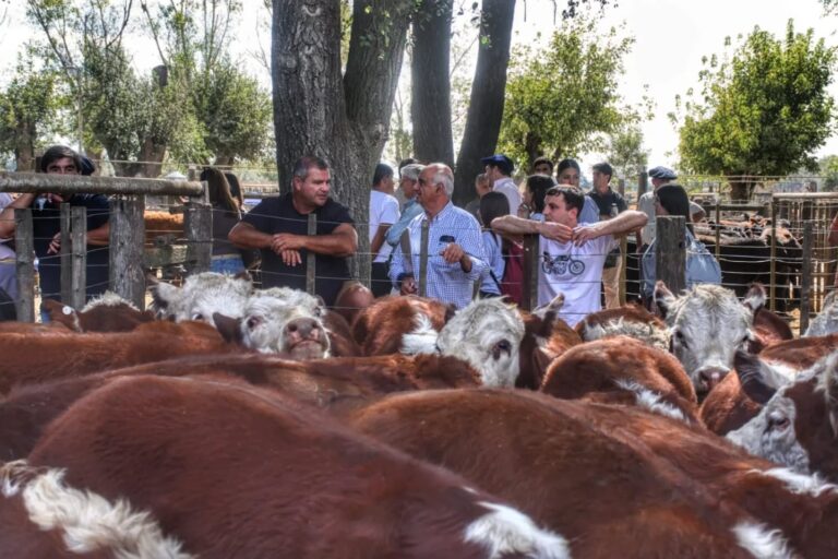 Remate y Exposición de Terneros en el marco de la Fiesta del Ternero