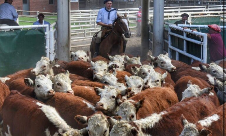 Con 4 mil terneros anotados, ultiman detalles para el remate especial en la Sociedad Rural de Ayacucho