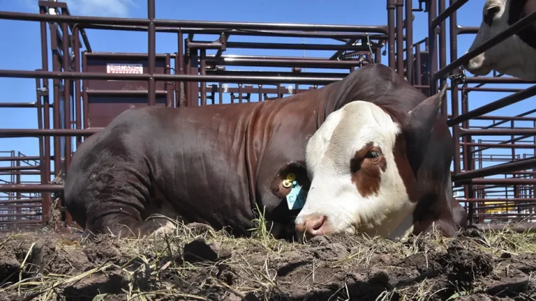 Dura reacción del campo bonaerense a la desregulación en la vacunación contra la aftosa