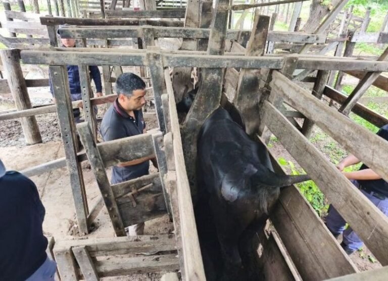 Causa de abigeato: Secuestro de 38 vacunos