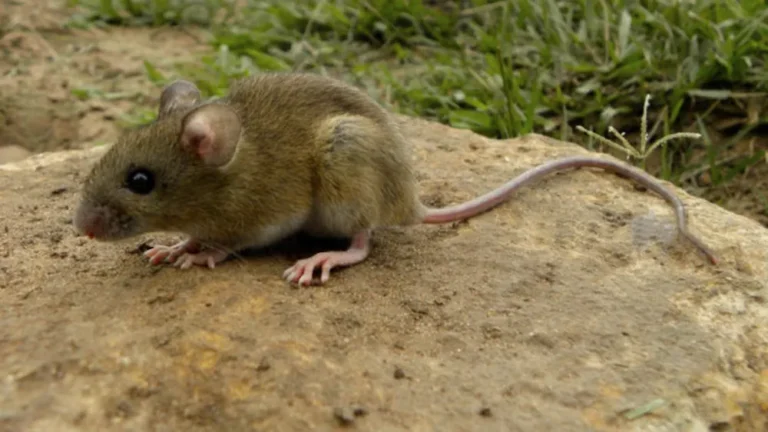 Alerta hantavirus: repunte de casos y fallecidos confirman un brote no estacional