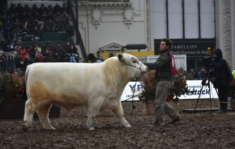 Reservado Gran Campeón 2 años: Un toro de las cabañas ayacuchenses La Reforma y La Rosada